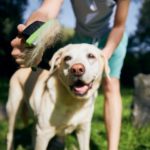 Hund, der von seinem Besitzer gebürstet wird