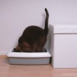 Hauskatze in einer Katzentoilette