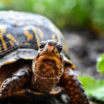 Schildkrötenfutter