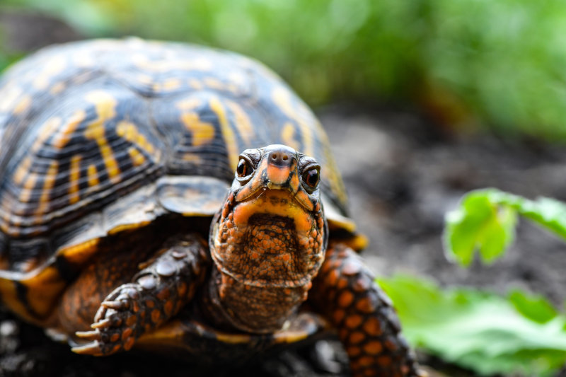 Schildkrötenfutter