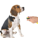 Hund macht Sitz beim Clicker-Training