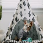 Hund in Hundehöhle