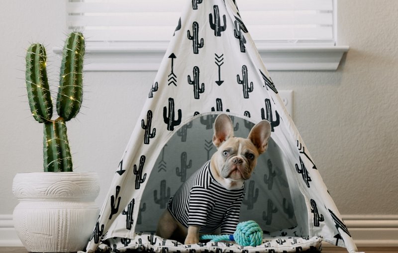 Hund in Hundehöhle