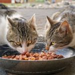 Zwei Katzen fressen Futter aus einer großen Schüssel.