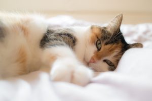 Katzenhöhlen-Test-Katze