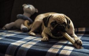 Hund beschäftigt sich mit einer Kaustange