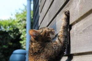 Eine Katze kratzt ihre Krallen an einem Kratzbrett.