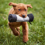 Labrador Welpe apportiert einen Futterdummy.