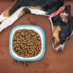 Ein Hund liegt entspannt vor einem Napf mit Trockenfutter