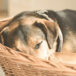 Schlafender Hund in Hundekörbchen