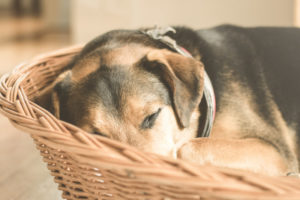 Schlafender Hund in Hundekörbchen