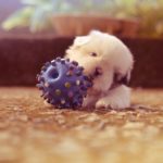 Welpe kaut auf Spielzeug-Ball