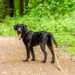 Hunde mit Biothane-Leinen
