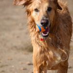 Hund am Strand mit Chuckit Hundespielzeug Ultra Ball
