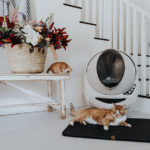 Katzenstreumatte mit Katze und Katzenklo
