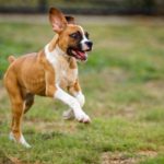 Spielender Hund draußen