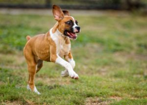 Spielender Hund draußen