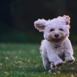 Hund läuft über eine Wiese