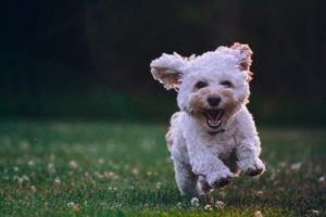 Hund läuft über eine Wiese