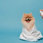 Hund wird mit Fellspray besprüht