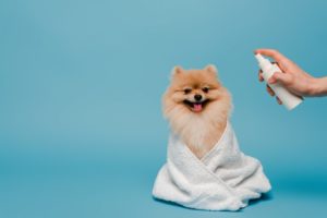 Hund wird mit Fellspray besprüht