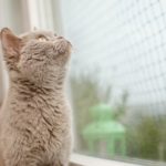 Katze sitzt vor Netz-Fensterschutz
