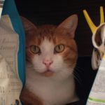 Katze sitzt zwischen Futterverpackungen