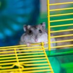 Hamster im Hamstergehege