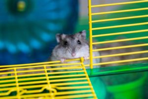 Hamster im Hamstergehege