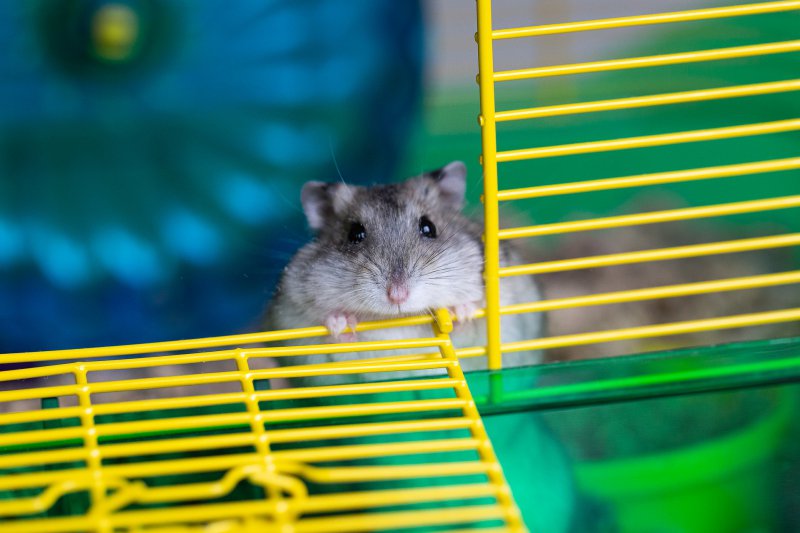 Hamster im Hamstergehege
