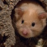 Hamster in einer Versteckmöglichkeit