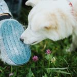 Hund, der mit einem Fellpflege-Handschuh auf einer Wiese gebürstet wurde.