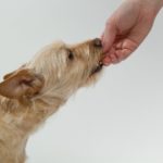 Auf dieser Seite findest Du eine kompakte Erklärung für jede Art von Bio Hundefutter.