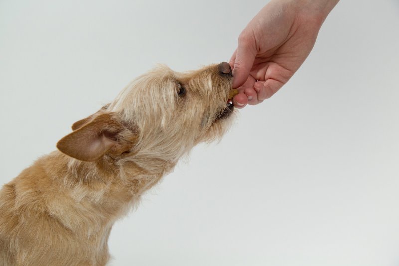 Auf dieser Seite findest Du eine kompakte Erklärung für jede Art von Bio Hundefutter.