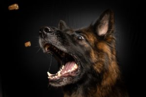 Hund fängt Futter
