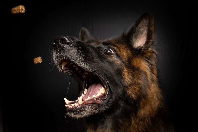 Hund fängt Futter