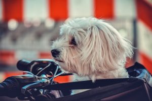 hund-sitzt-in-hundetasche