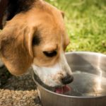 Ein Hund, der aus einem Trinknapf trinkt