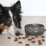 Hundefutter mit hohem Fleischanteil ohne Getreide