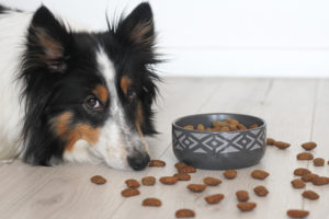 Hundefutter mit hohem Fleischanteil ohne Getreide