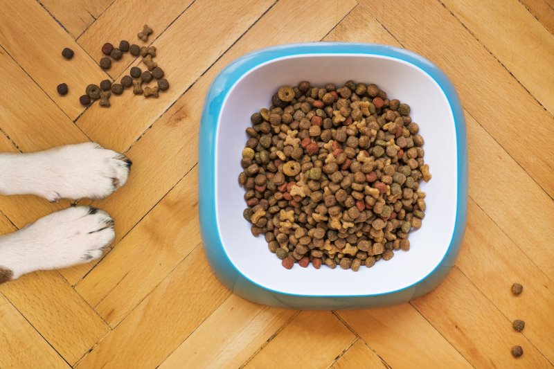 Hundefutter ohne Getreide im Test