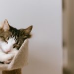 Katze liegt im Kratzbaum