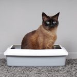 Katze sitzt in Schalentoilette
