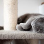 Katze spielt an einer Kratzsäule