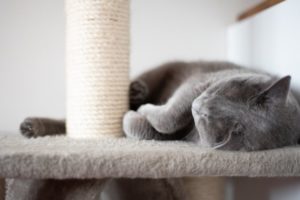 Katze spielt an einer Kratzsäule