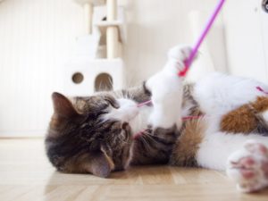 Katze liegt auf dem Boden und spielt mit Katzenangel