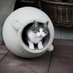 Katze in einer Vase