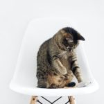 Braune Katze spielt auf einem Stuhl