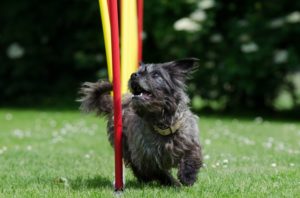 kleiner Hund schaut zur Slalomstange