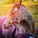 Pferd mit Turnout Decke auf der Weide